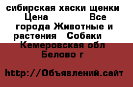 сибирская хаски щенки › Цена ­ 10 000 - Все города Животные и растения » Собаки   . Кемеровская обл.,Белово г.